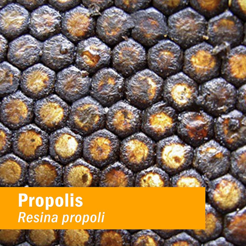 Herb Pharm Propolis Extract for Immune System Support, 1 Ounce