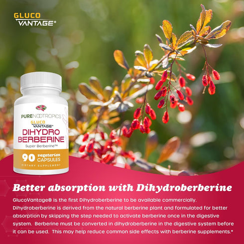 Dihydroberberine (GlucoVantage) 100 mg - 90 Capsules, Super Berberine Supplement