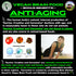 Vegan Brain & Body Boost, Plant-Based Lifestyle Supplement, Anti-Aging, Physical Fitness, Vegan Amino Acids - Creatine,