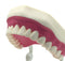 Dental Teeth Care Model with Toothbrush, 32 Teeth, Kouber Human Anatomical Model, 4"x 5"x 7"