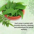ARYANA Curry Leaf Powder Supplement, Supports Digestion, Gut, Hair & Skin Health, 4.2oz, Orange Flavor