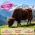 Nassiouy 12-In-1 5 2 Immune 100% 120 Beef Organ Supplement for Women - Beef Liver, Uterus, Kidney, Heart, Pancreas