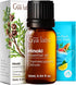 Set Set 2x0.34 oz Gya Labs Yuzu Essential Oil for Diffuser & Hinoki Essential Oil for Skin - Aromatherapy Grade
