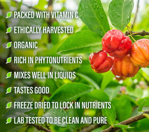 Perfect Supplements Perfect Acerola Powder, 156 Grams, 100% Pure Acerola Cherry for Immune System Support