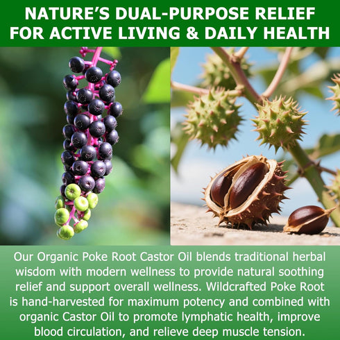 Ourea 2 Oz, Organic Poke Root Castor Oil, Natural Lymphatic Support Massage Oil, Soothing Relief for Cysts, Boils