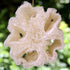 Egyptian Loofah Sponges - Natural Exfoliating Body Wash Gourd, Bath Sponges for Skincare (Pack of 3-6.5 in.)