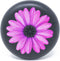Purple Daisy Invisalign Aligner and Retainer Case