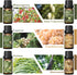 HIQILI 100% Pure Woodsy Essential Oil Set, 6x10ml, Cedarwood, Wintergreen, Frankincense, Vetiver, Rosewood, Cypress -