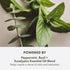 Origins Peace of Mind On-the-Spot Relief | Relaxing Aromatherapy Experience With Eucalyptus, Peppermint & Basil