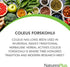 Natures Plus Herbal Actives Coleus Forskohlii, 60 Vegetarian Capsules, Gluten Free