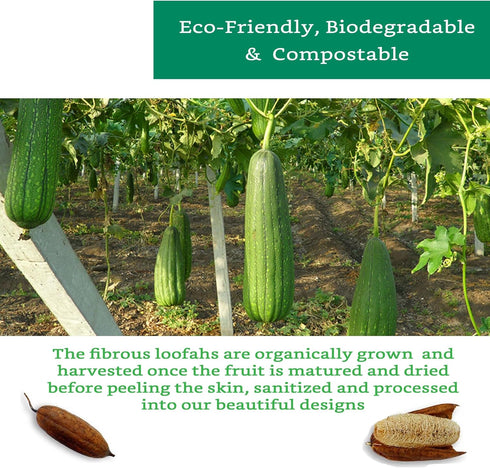 Natural Loofah Exfoliating Sponge (4 Pack) - Biodegradable Loofa Body Scrubber