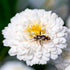 Essences Bulgaria Organic Roman Chamomile Essential Oil 1/6 Fl Oz | 5ml | 100% Pure and Natural, Therapeutic Grade