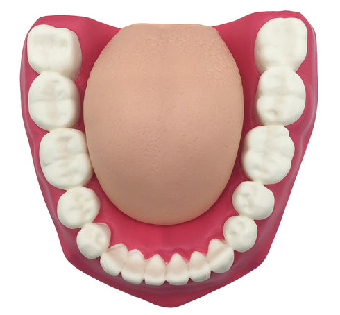 Dental Teeth Care Model with Toothbrush, 32 Teeth, Kouber Human Anatomical Model, 4"x 5"x 7"