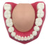 Dental Teeth Care Model with Toothbrush, 32 Teeth, Kouber Human Anatomical Model, 4"x 5"x 7"