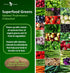 Organic Superfood Greens, Fruit and Veggies Supplement Rich in Vitamins & Antioxidants with Alfalfa, Beet Root & Tart Cherry to Boost Energy, Immunity & Gut Health, Greens Tablets 60 Ct