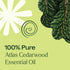 Plant Therapy Organic Atlas Cedarwood Essential Oil 100% Pure, USDA Certified Organic - Therapeutic Grade 10 mL (1/3 oz)