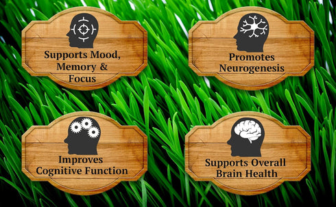 Primal Being Grassfed Beef Brain Supplement, Supports Memory, Mood, Focus, Energy, Cognitive Health - 90 Capsules,