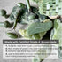 Jade Roller - Anti-Aging Therapy for Skin Care, Face Sculpting Tool for Eyes, Cheeks, Forehead