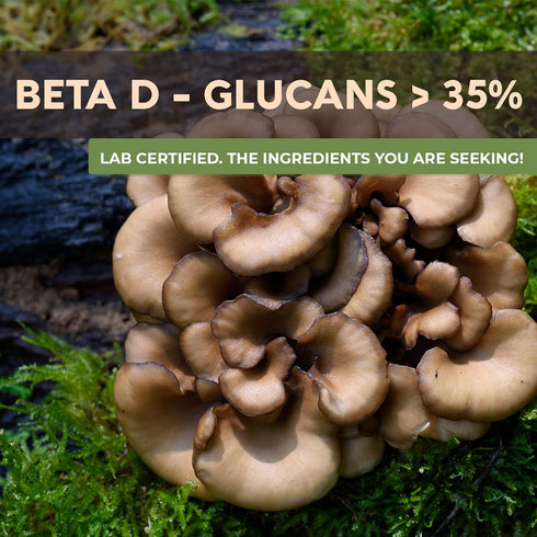 Longevity Botanicals Organic Maitake Mushroom Capsules, Ultra Concentrated Supplement for Balanced Immune System, 100%