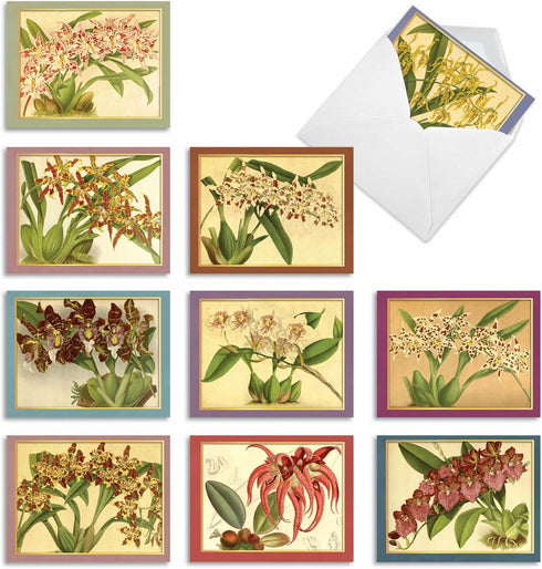 The Best Card Company - 10 Boxed Note Cards with Flowers, Blank Assorted Floral Notecards Bulk, Tiger Orchids M10037BK
