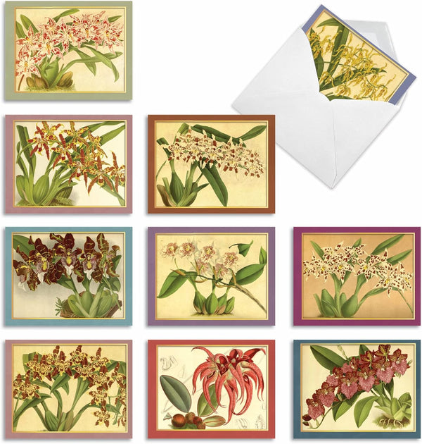 The Best Card Company - 10 Boxed Note Cards with Flowers, Blank Assorted Floral Notecards Bulk, Tiger Orchids M10037BK