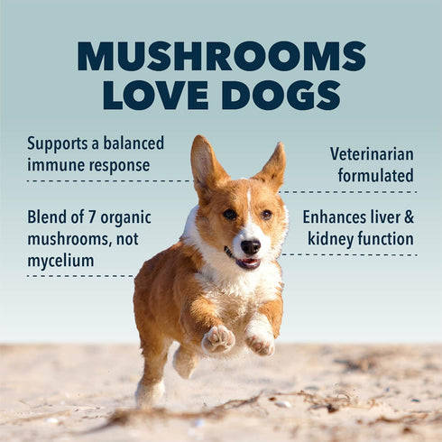 Immunity Organic Mushroom Complex for Dogs, 15 to 60 Day Supply, Vet Formulated, Rich in Beta Glucans