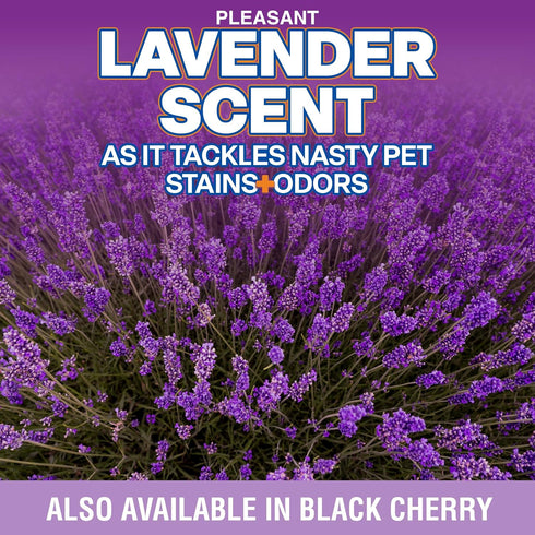 Stain and Odor Remover, 16 oz Ready to Use Spray, Lavender Scented Pet Odor Eliminator for Carpet and Furniture