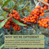Organic Sea Buckthorn Oil - Omega-7 Complete Softgels, 30 Count, Supports Hair, Skin & Nail Health
