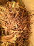 Organic Bio Herbs - Organic Dried Valerian Root (Valeriana Officinalis), 6oz