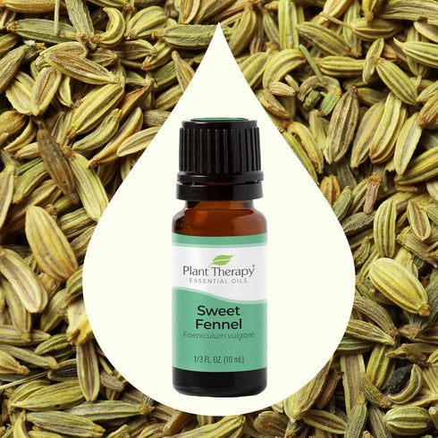 Plant Therapy Sweet Fennel Essential Oil 10 mL (1/3 oz), 100% Pure, Undiluted, Therapeutic Grade