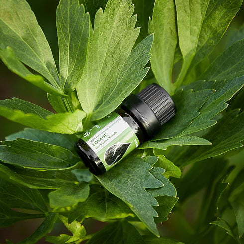 Essences Bulgaria Organic Lovage Essential Oil - 1/6 Fl Oz, 100% Pure and Natural, Therapeutic Grade