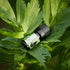 Essences Bulgaria Organic Lovage Essential Oil - 1/6 Fl Oz, 100% Pure and Natural, Therapeutic Grade