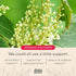 Gaia Herbs Resveratrol 150 - 50 Liquid Phyto-Capsules, Antioxidant Support with Japanese Knotweed