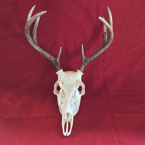 MELBY OUTDOORS Skull WHITENING KIT