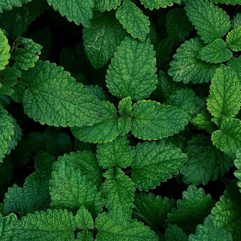 Essences Bulgaria Organic Mint Essential Oil - 1/3 Fl Oz (10ml) - 100% Pure & Natural Therapeutic Grade