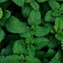 Essences Bulgaria Organic Mint Essential Oil - 1/3 Fl Oz (10ml) - 100% Pure & Natural Therapeutic Grade