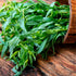 Essences Bulgaria Organic Tarragon Essential Oil 1/6 Fl Oz | 100% Pure and Natural | Therapeutic Grade