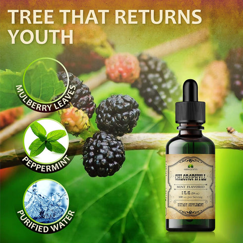 Chlorophyll Liquid Drops – Organic Detox & Cleanse Support – Boost Energy, Immunity & Metabolism – 2 fl oz Mint Flavor