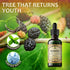 Chlorophyll Liquid Drops – Organic Detox & Cleanse Support – Boost Energy, Immunity & Metabolism – 2 fl oz Mint Flavor