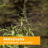 Immune 4 Herb Pharm Andrographis Liquid Extract for System Support - Ounce