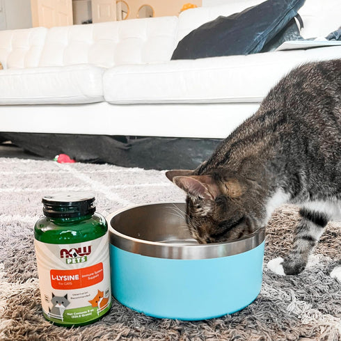 NOW Pet Health L-Lysine Supplement Powder for Cats, NASC Certified, 8-Ounce