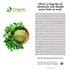 Organic Moringa Powder - 8 oz (226g), USDA Organic, Non-GMO, 100% Raw and Natural