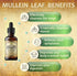 Mullein Leaf Extract - Verbascum Thapsus Liquid Supplement for Lung Detox and Respiratory Health (2 fl. Oz)