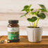 Organic India Liver and Kidney Cleanse Detox Repair, Herbal Supplement, Supports Healthy Function, Vegan, 90 Capsules