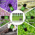 Set,100% (0.33Fl Oz*6, Set) Essential Oils Pure Natural,(Peppermint/Patchouli/Rosemary/Lemongrass/Vanilla/Lavender)