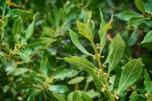 ArOmis Laurel Leaf (Bay Laurel) Essential Oil - 100% Pure & Undiluted for Aromatherapy & Diffusers - 30ml (1 Fl oz