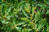 ArOmis Laurel Leaf (Bay Laurel) Essential Oil - 100% Pure & Undiluted for Aromatherapy & Diffusers - 30ml (1 Fl oz