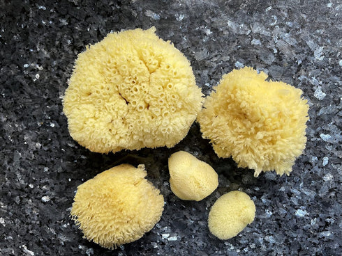 Real Natural Sea Sponges Multipack, 5pc Spa Gift Set for Bath Shower Facial Cleansing