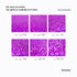 Hemway Premium Ultra Sparkle Purple Holographic Glitter - Multi Purpose Metallic Flake for Arts Crafts Nails Cosmetics