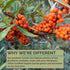Sea Buckthorn Seed Oil, 100% Certified Organic, 1 FL OZ